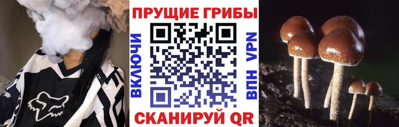Галлюциногенные грибы MAGIC MUSHROOMS  это Telegram  Нефтегорск  купить наркотики сайты 